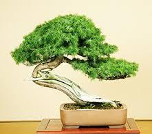 bonsai1