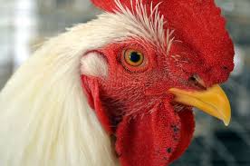 Headless Chickens