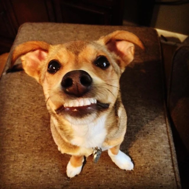 smiles are infectious